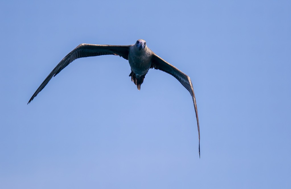 Red-footed Booby - Ottoniel Cojulun