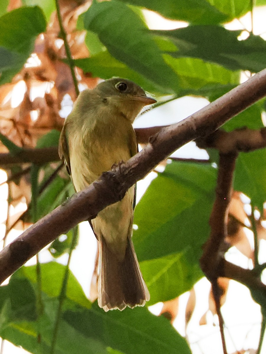 Least Flycatcher - ML608503288