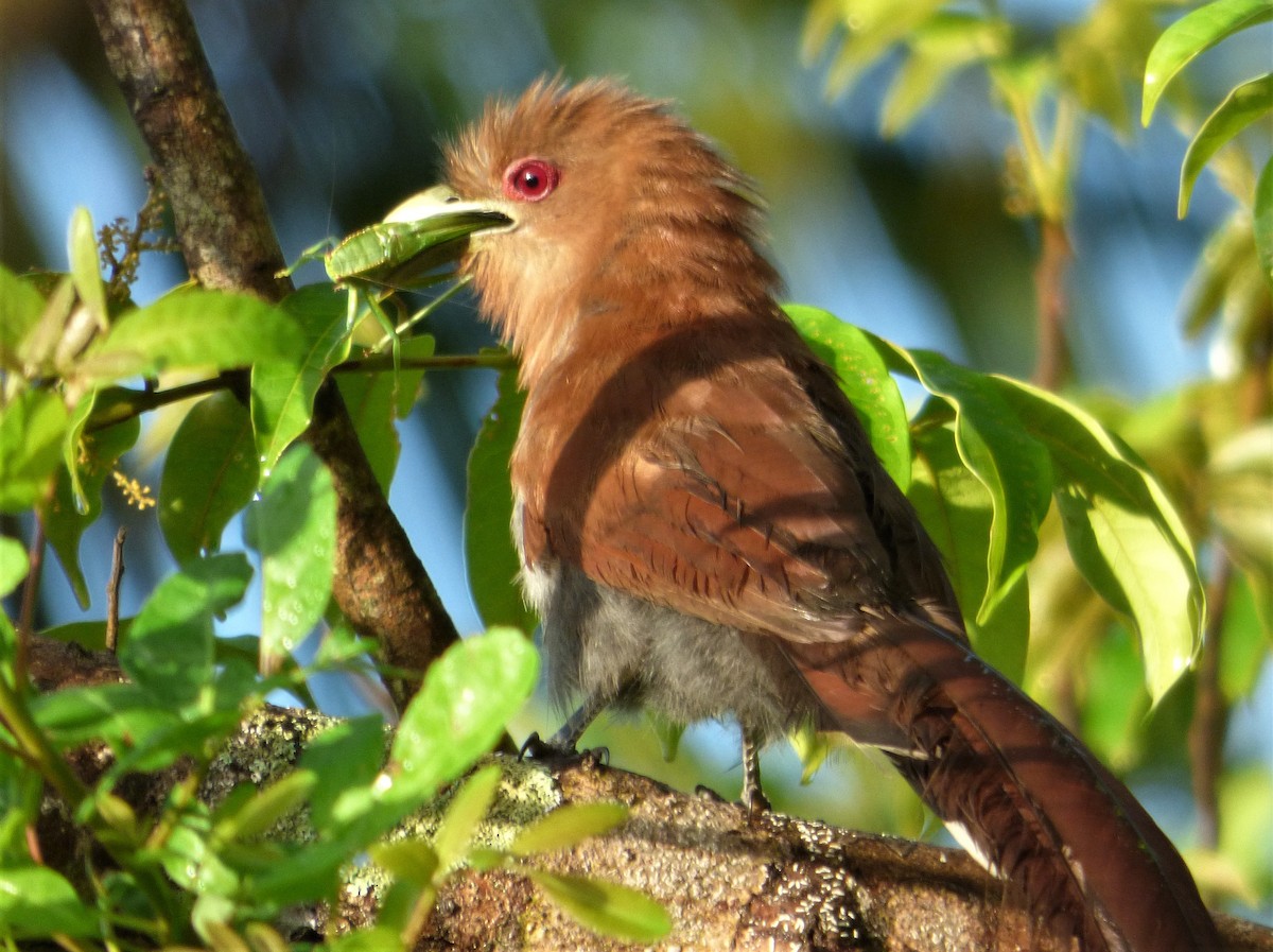 Squirrel Cuckoo - ML608503385