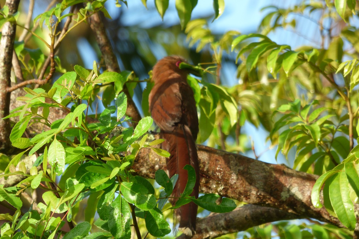 Squirrel Cuckoo - ML608503396