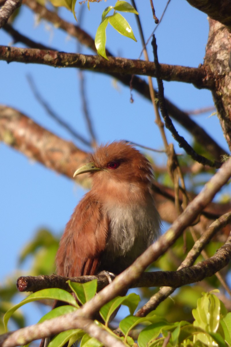 Squirrel Cuckoo - ML608503410