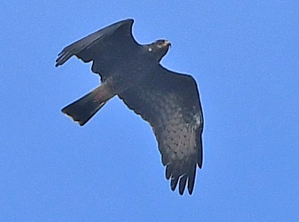 Snail Kite - Elizabeth Hawkins