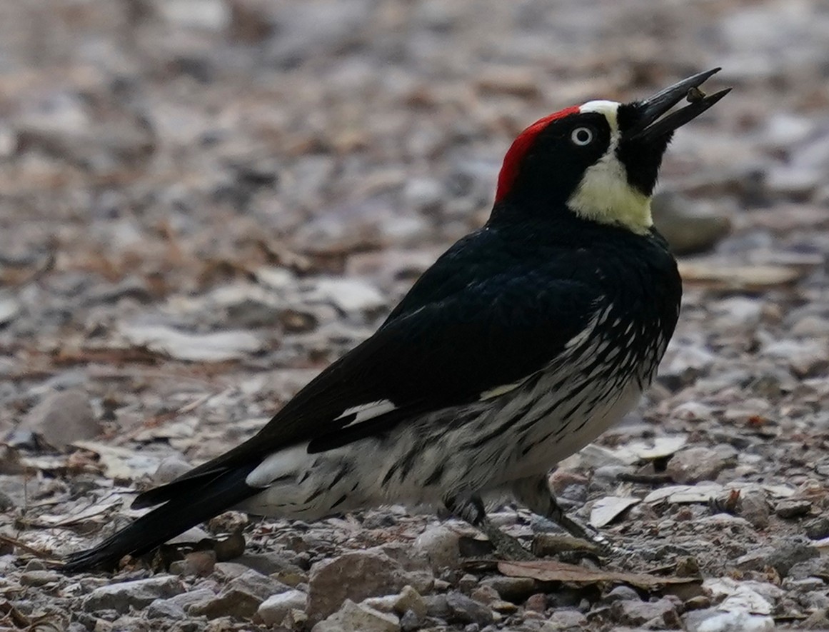 Acorn Woodpecker - Marcia Lincoln