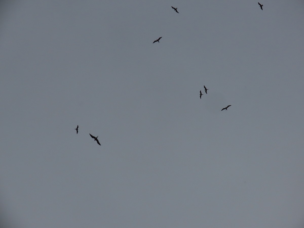 Great Frigatebird - ML608503514