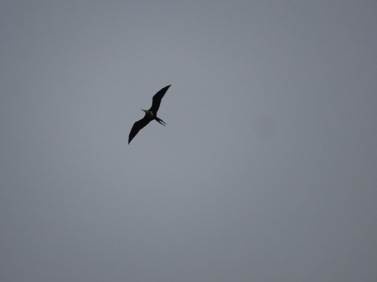 Great Frigatebird - ML608503515