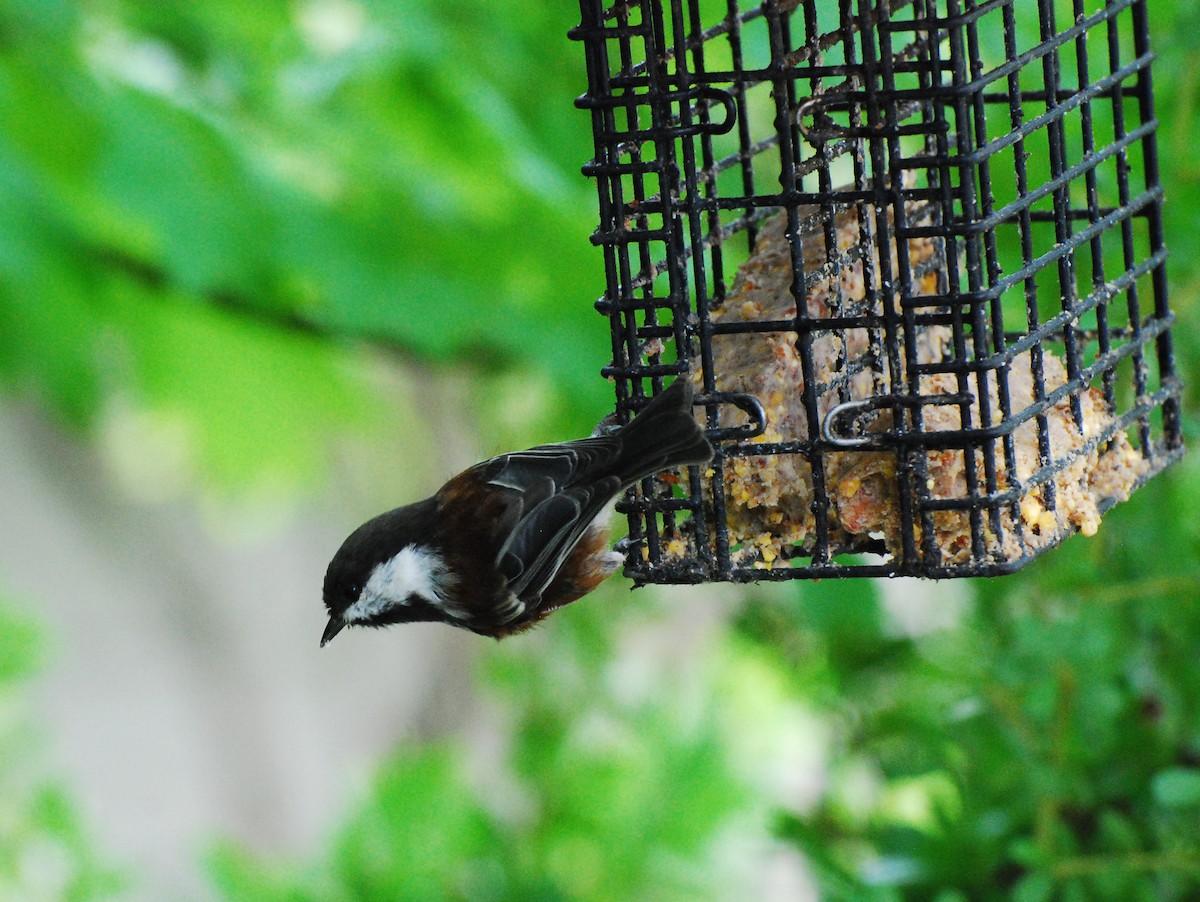 Chestnut-backed Chickadee - Max Thayer