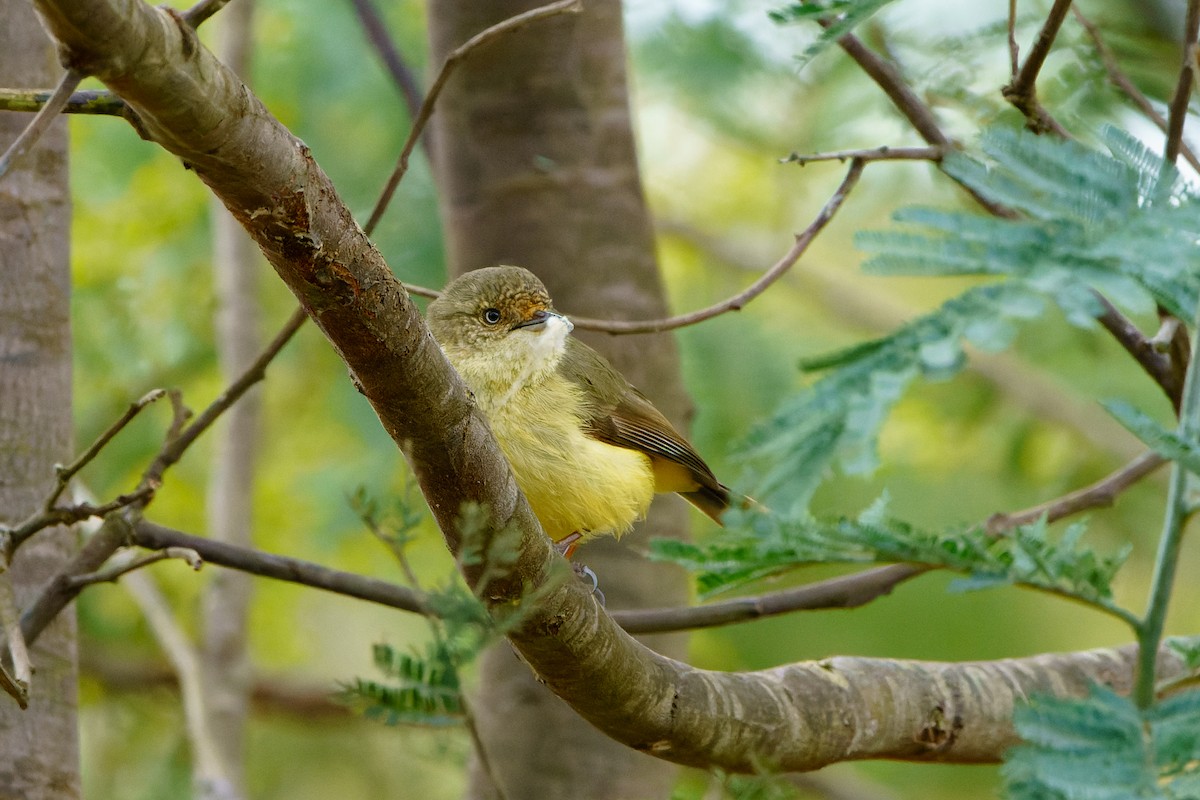 Buff-rumped Thornbill - ML608503581