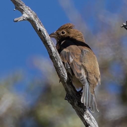 Indigo Bunting - ML608503607