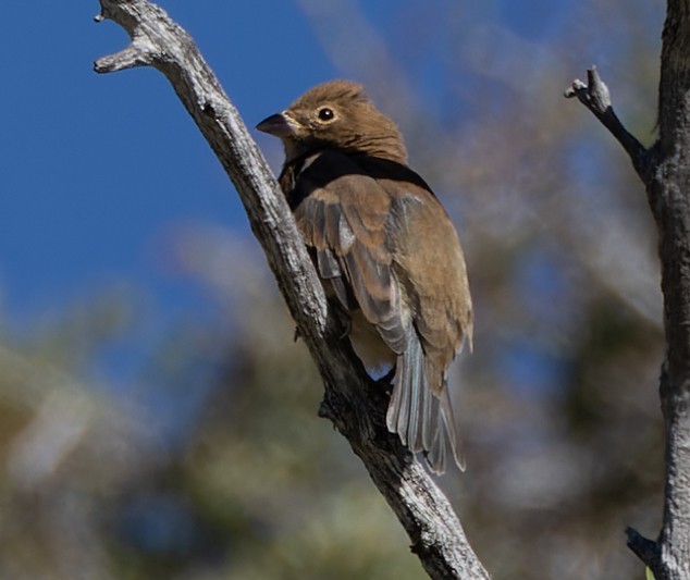 Indigo Bunting - ML608503608