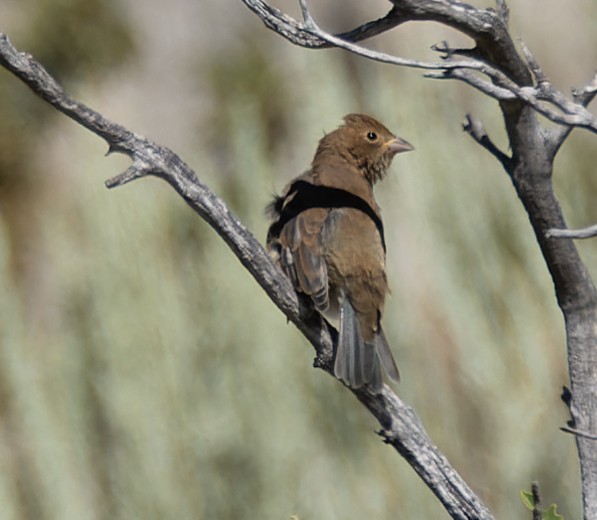 Indigo Bunting - ML608503609