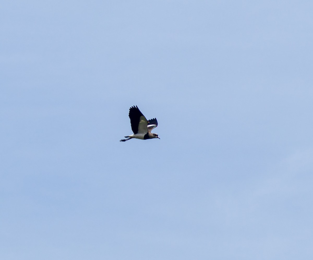 Southern Lapwing - ML608503662