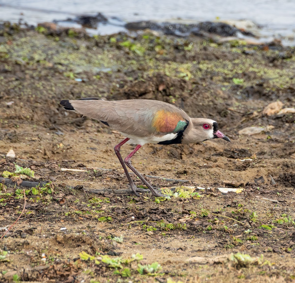 Southern Lapwing - Marcelo Rodrigues