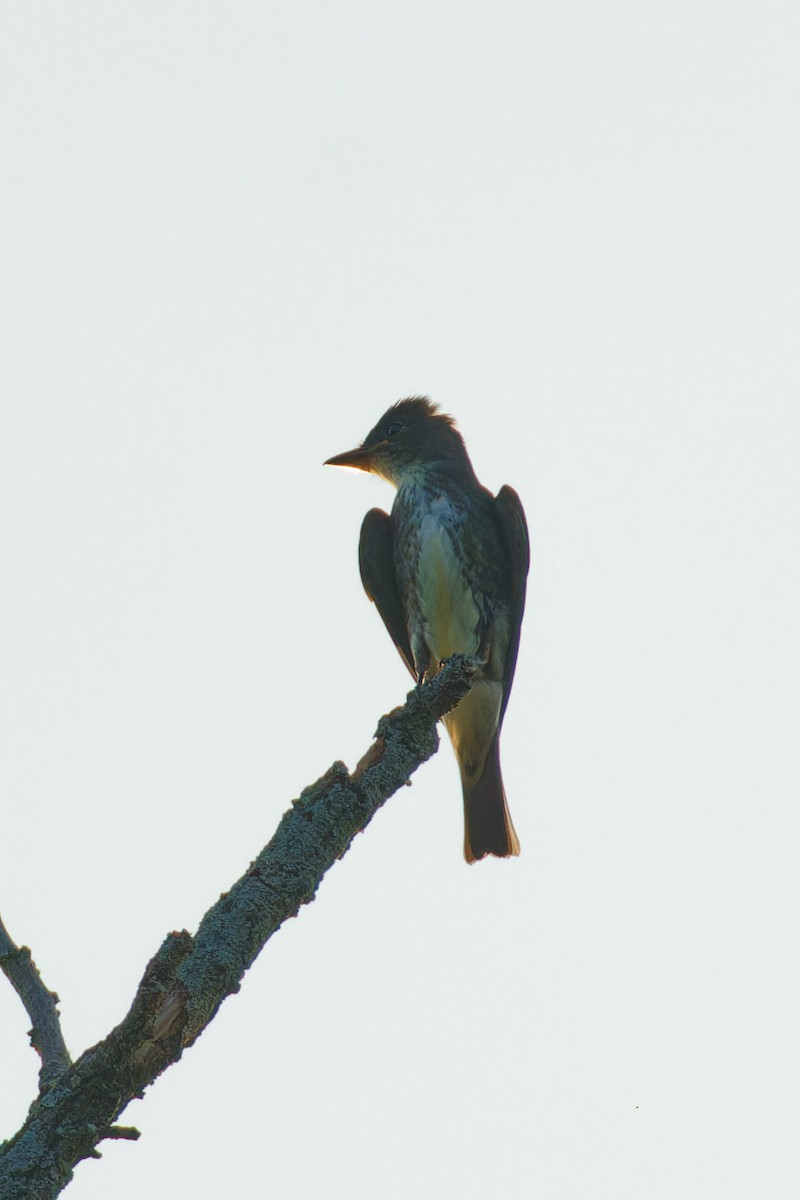 Olive-sided Flycatcher - Ruogu Li