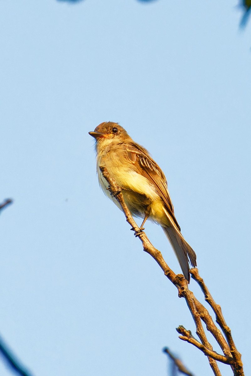 Eastern Wood-Pewee - Ruogu Li