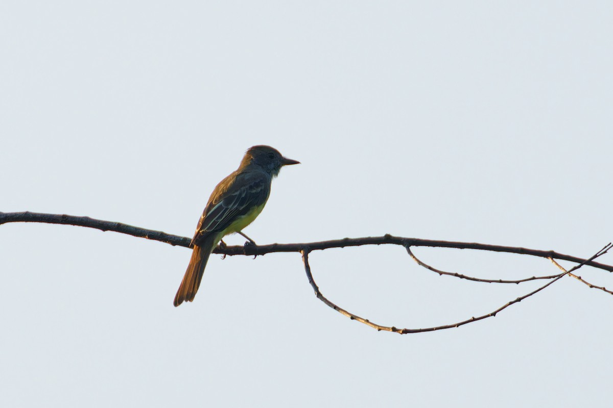 Great Crested Flycatcher - Ruogu Li