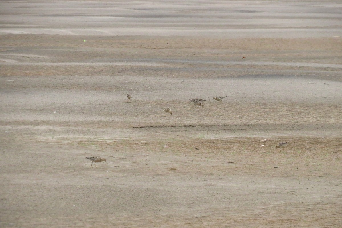 Buff-breasted Sandpiper - ML608503752