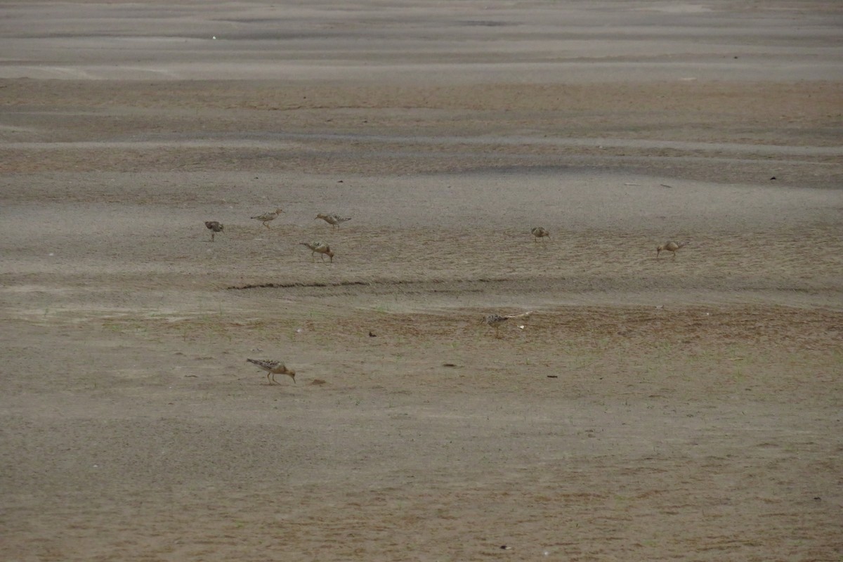 Buff-breasted Sandpiper - ML608503775