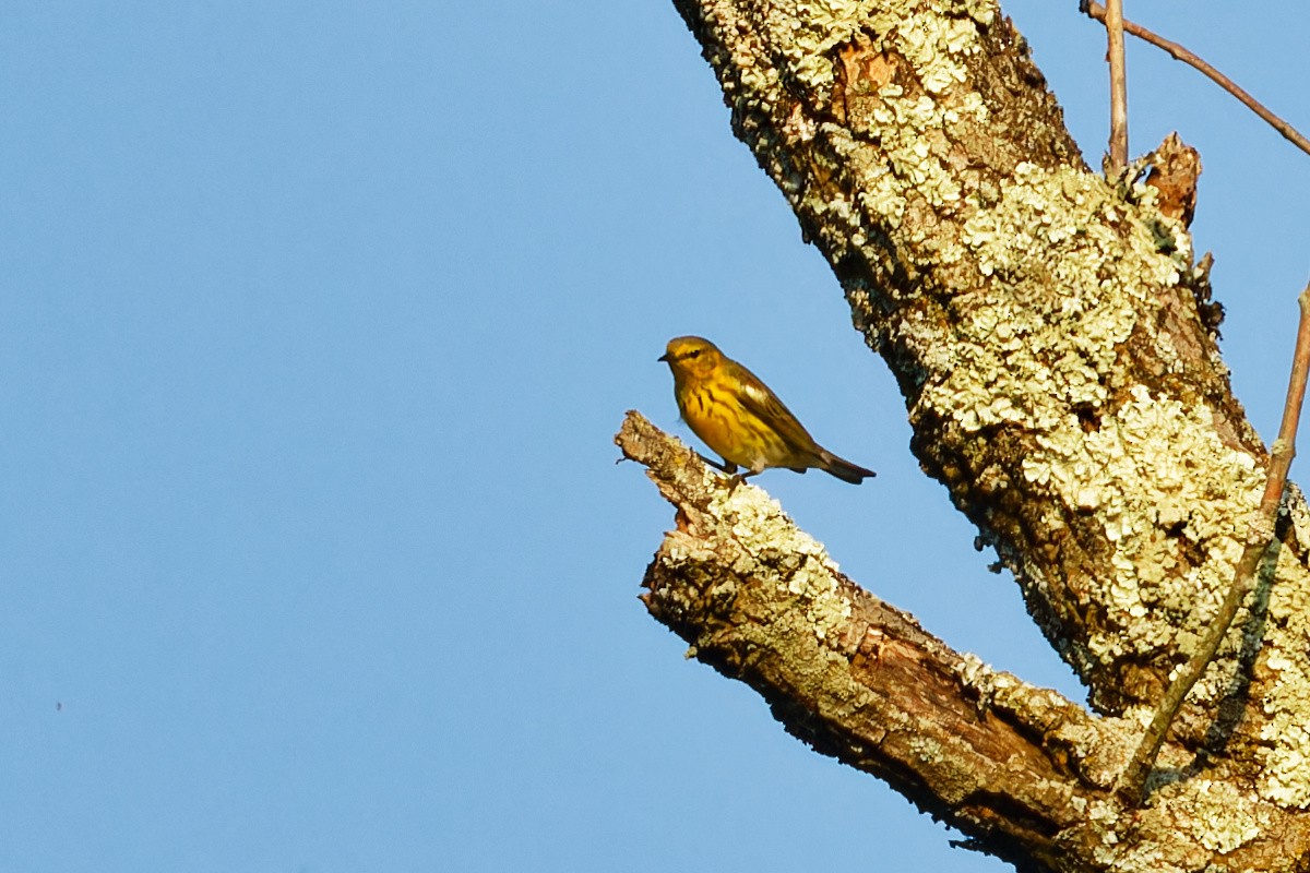 Cape May Warbler - Ruogu Li