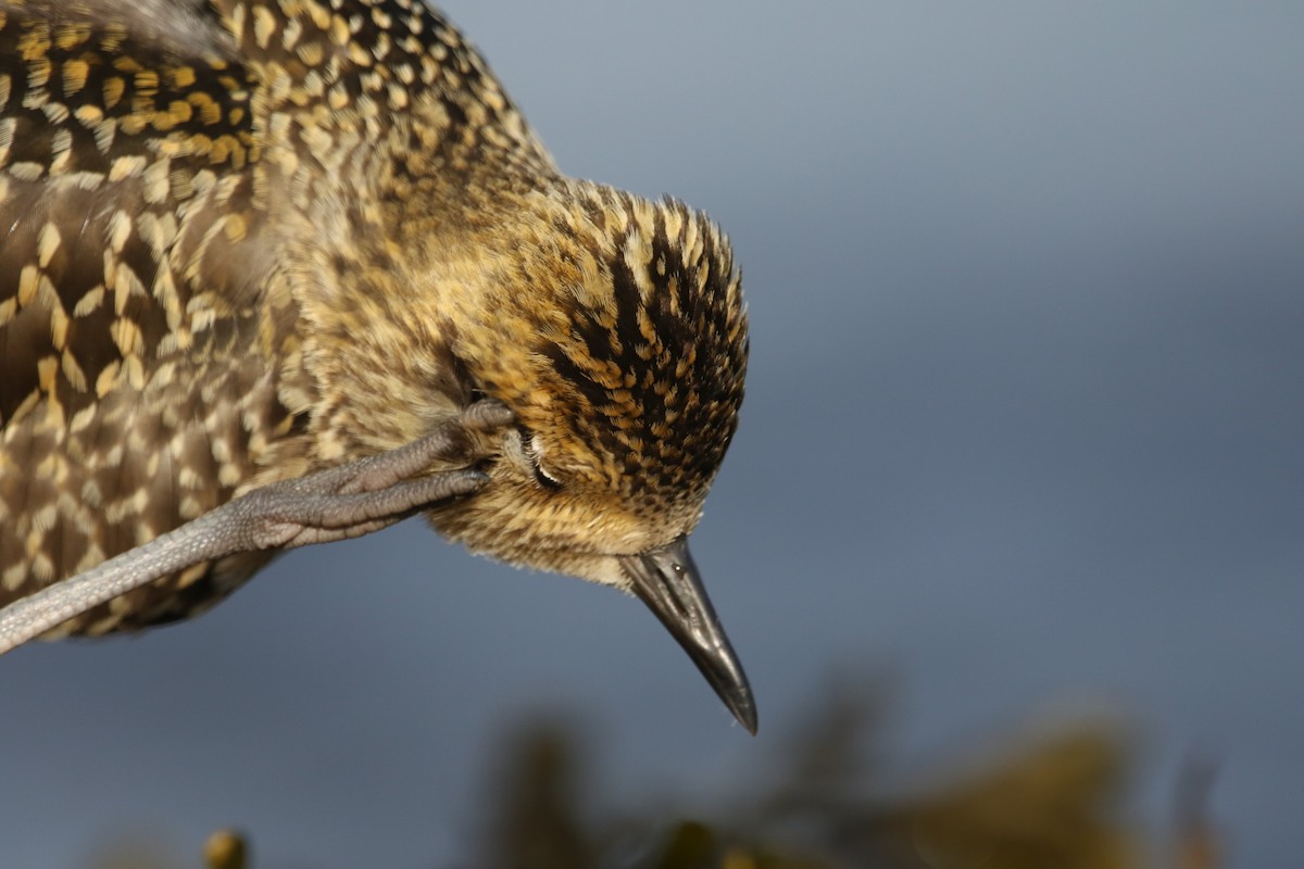 Pacific Golden-Plover - ML608503810