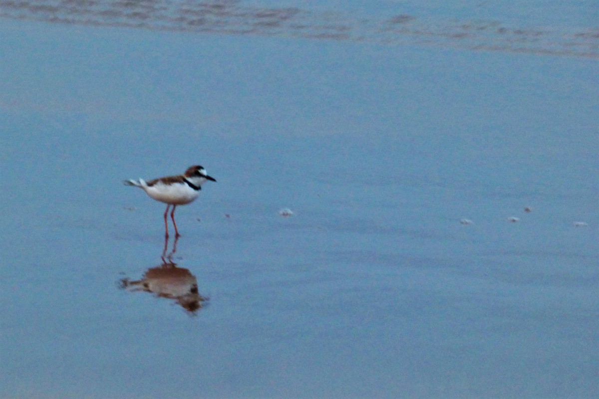 Collared Plover - ML608503840