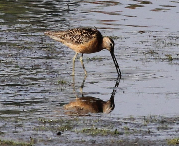 Long-billed Dowitcher - ML608503860