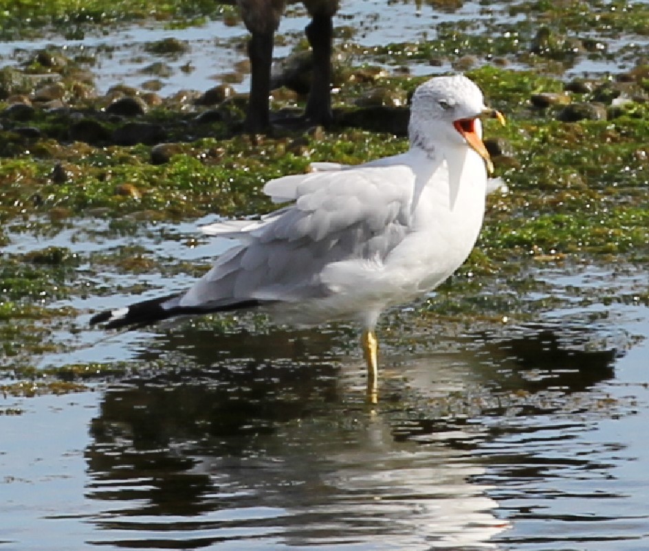 Ring-billed Gull - ML608503869