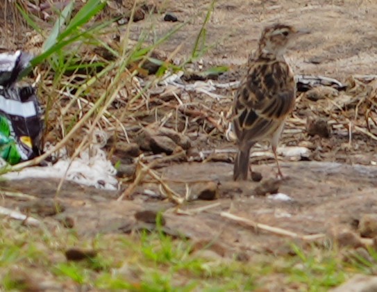 Paddyfield Pipit - ML608503873