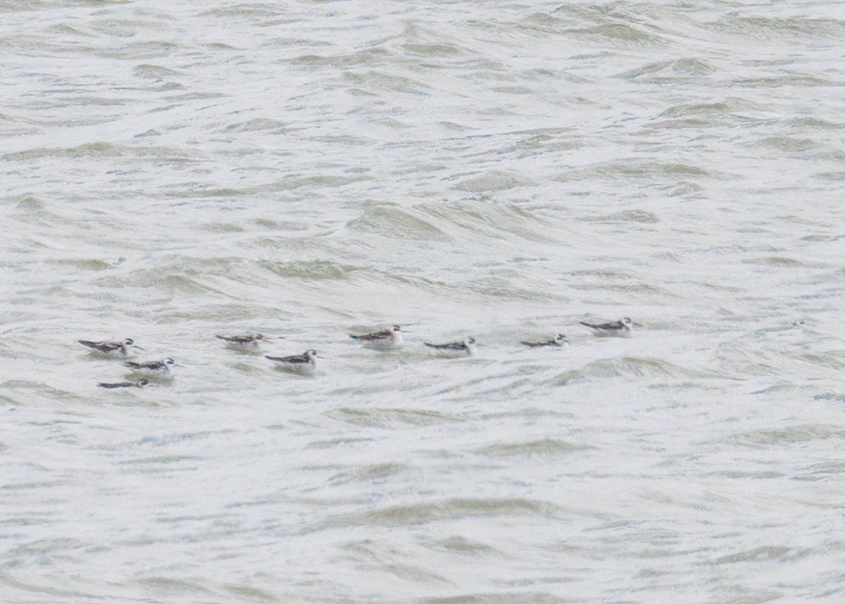 Phalarope à bec étroit - ML608503936