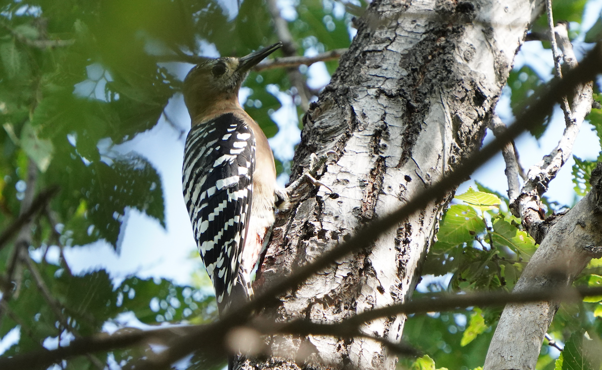 Rufous-bellied Woodpecker - ML608504040