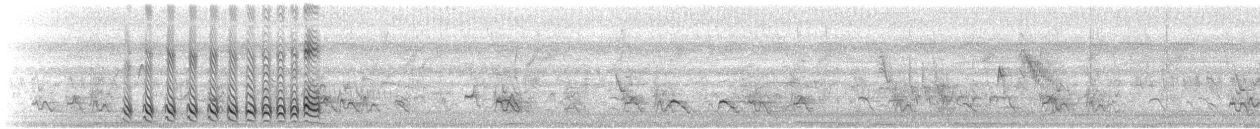 Bindenameisenwürger [doliatus-Gruppe] - ML608504042