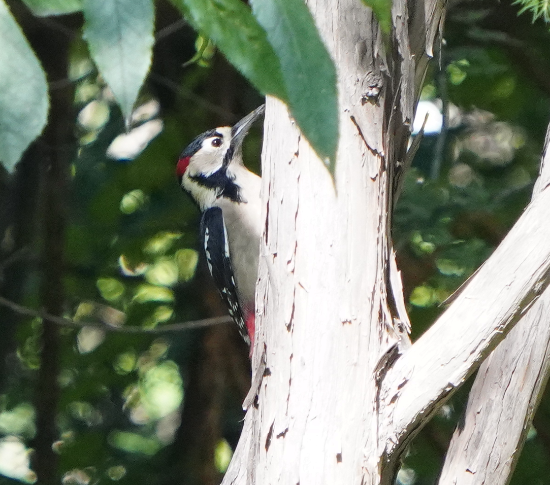 Great Spotted Woodpecker - ML608504043