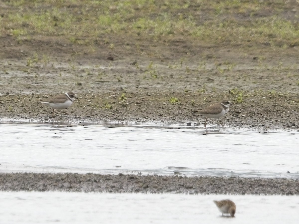 Semipalmated Plover - ML608504189