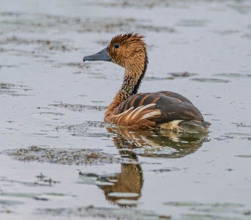 Fulvous Whistling-Duck - ML608504221