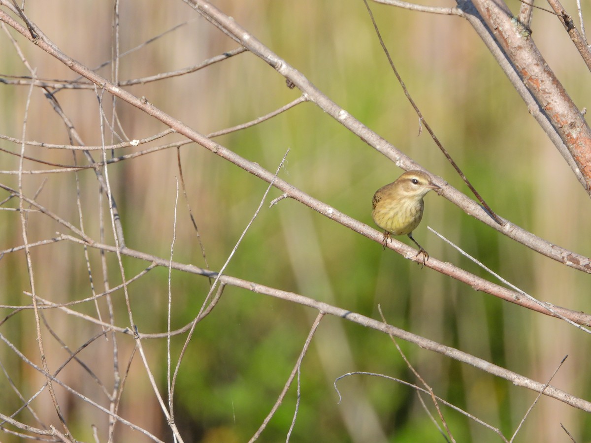 Palm Warbler (Western) - Samuel Burckhardt