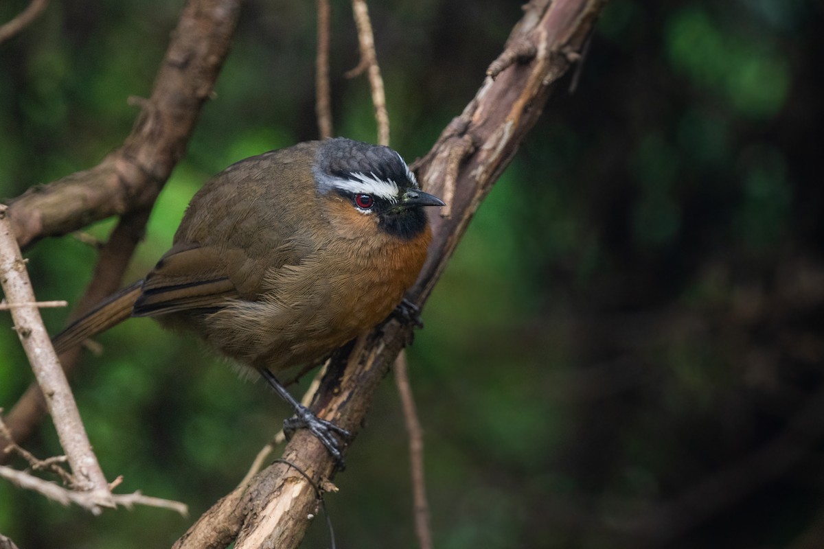 Nilgiri Laughingthrush - ML608504381