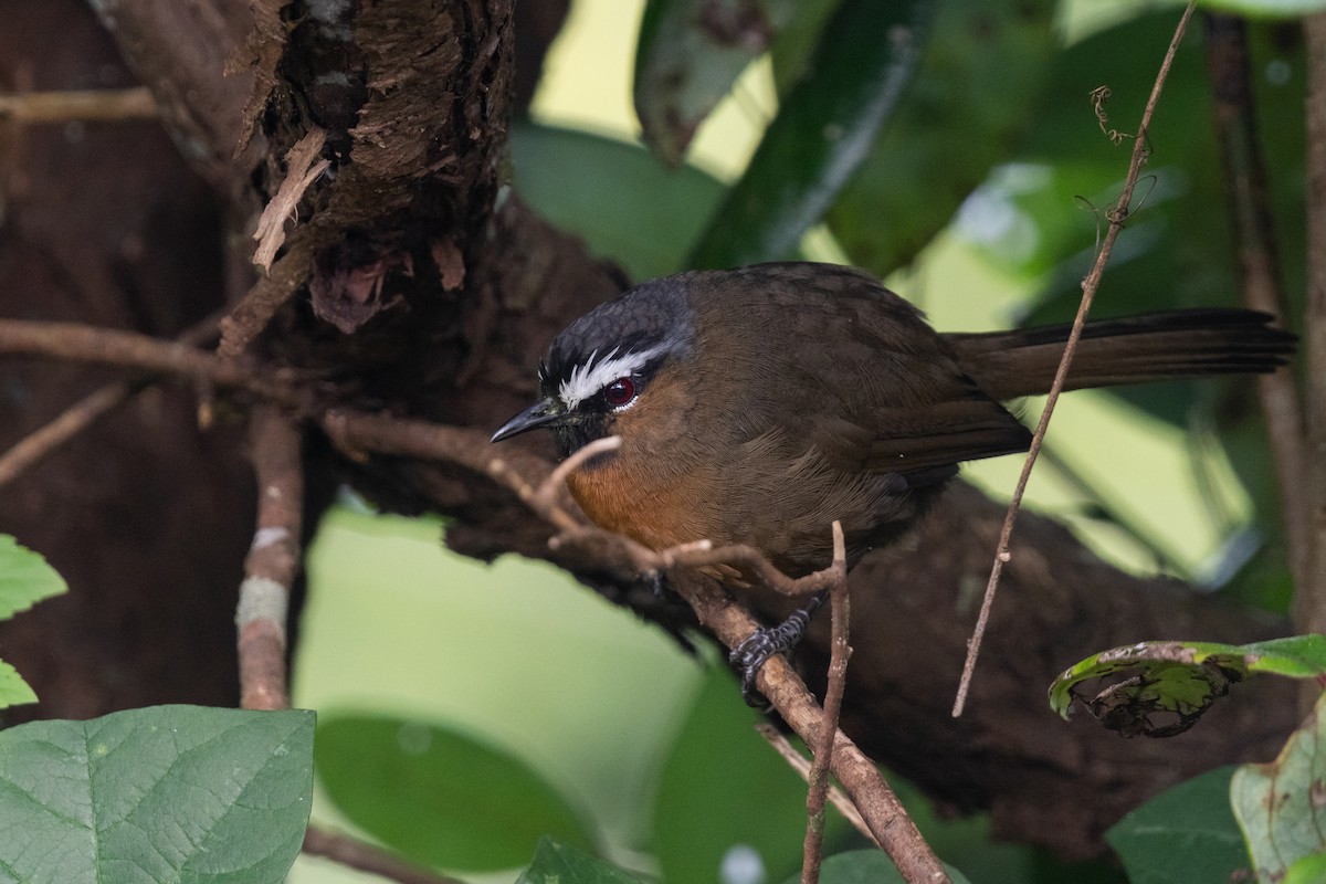 Nilgiri Laughingthrush - ML608504382