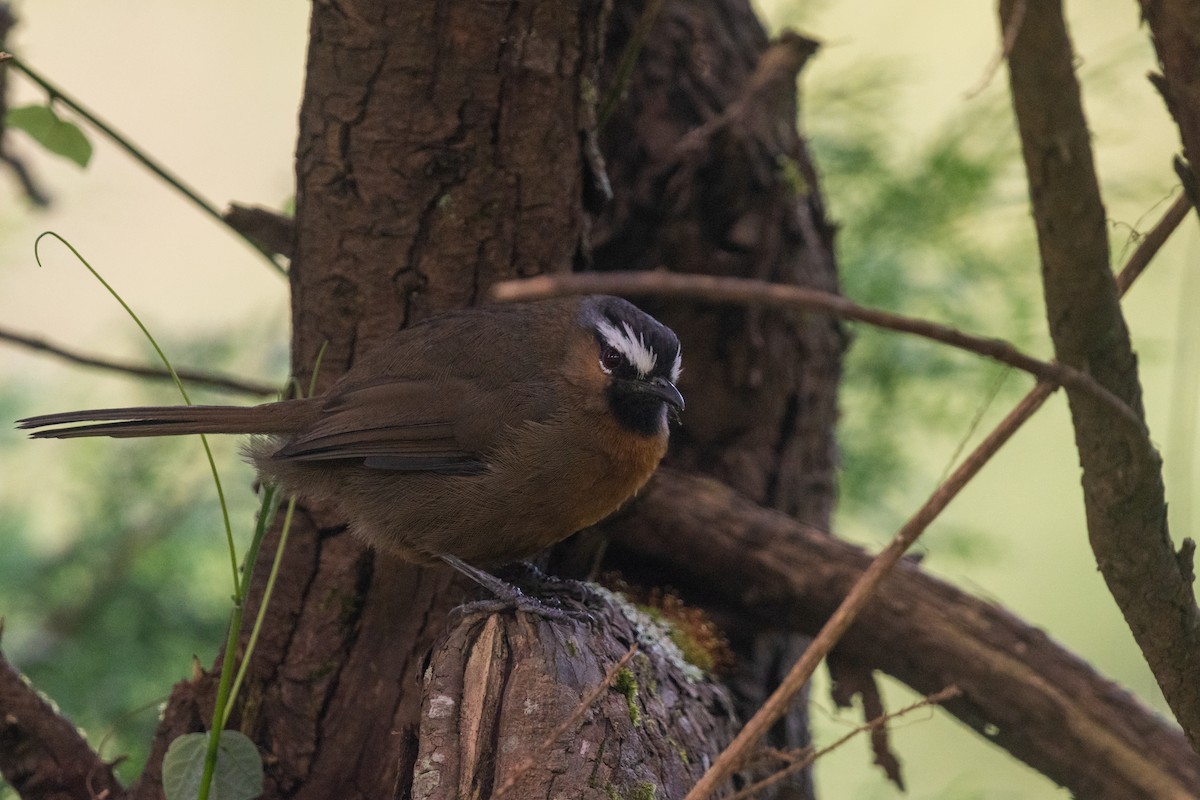 Nilgiri Laughingthrush - Sidharth Srinivasan