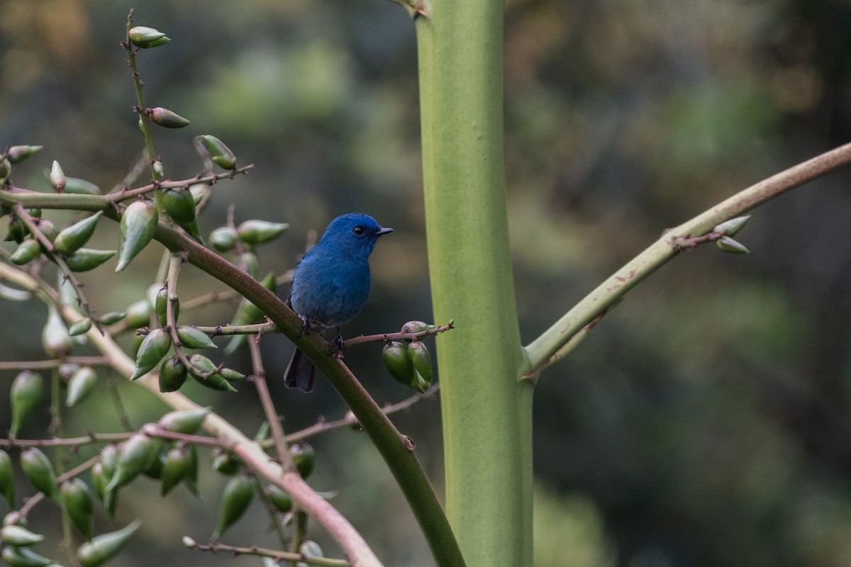 Papamoscas de Los Nilgiri - ML608504397