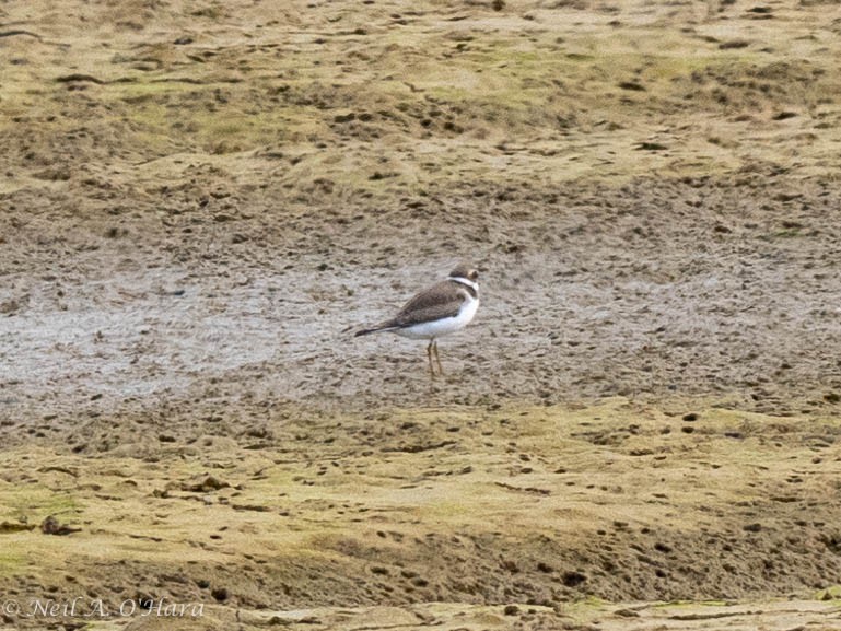 Semipalmated Plover - ML608504401