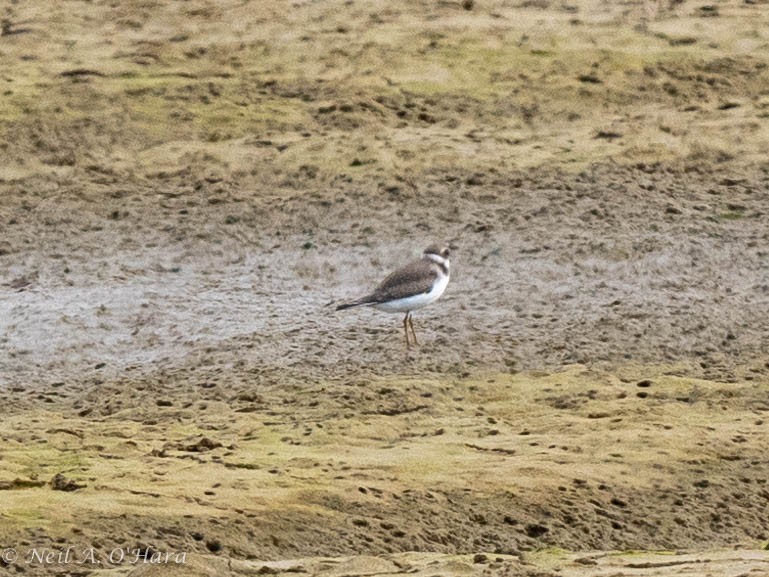 Semipalmated Plover - ML608504402