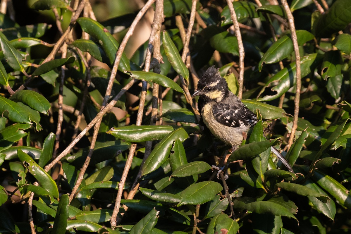 Indian Yellow Tit - ML608504411