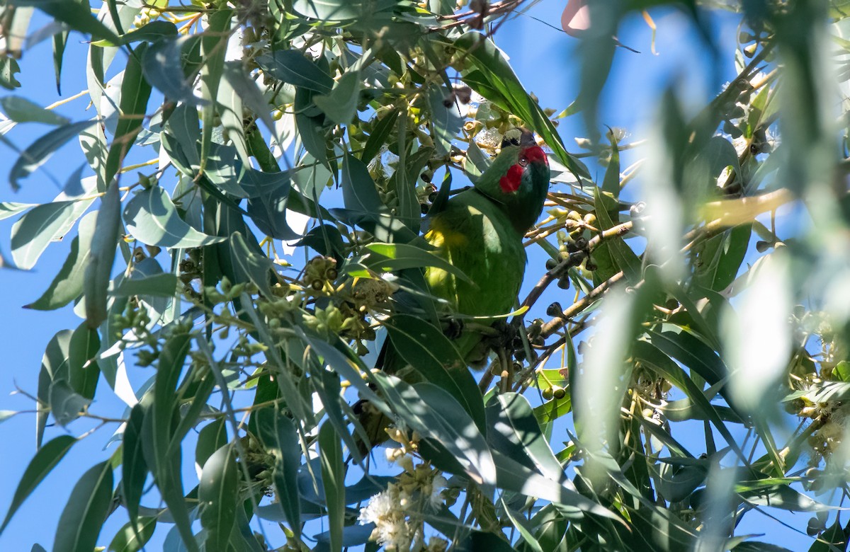 Musk Lorikeet - ML608504430