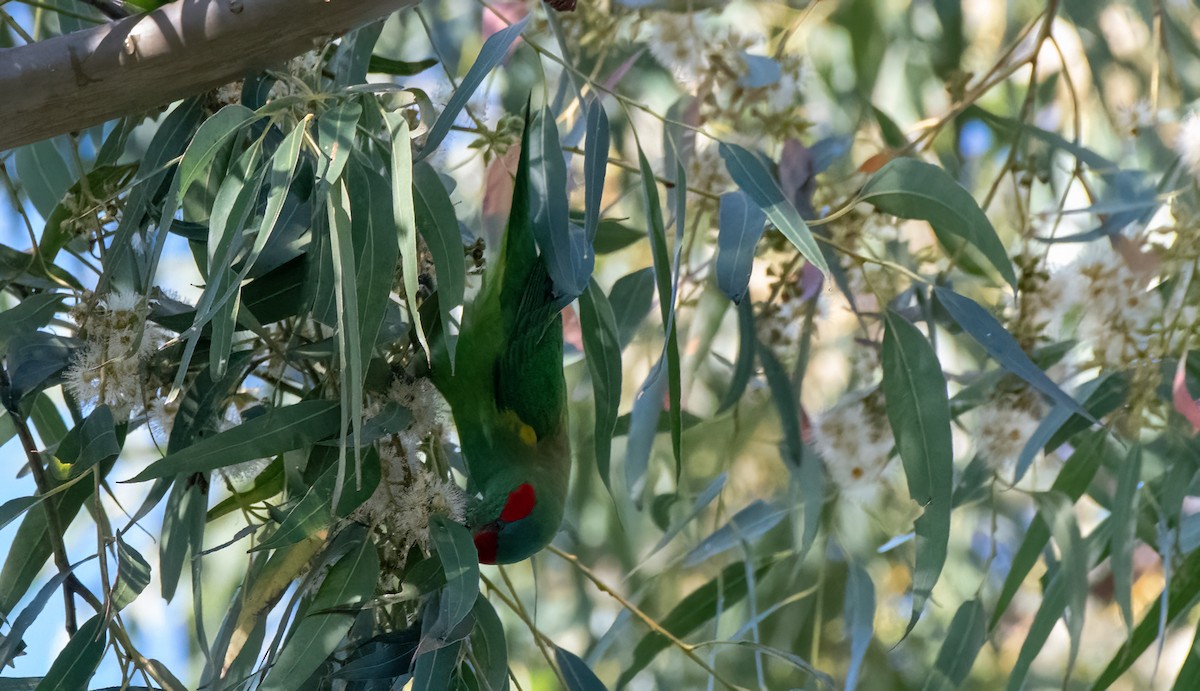 Musk Lorikeet - ML608504431