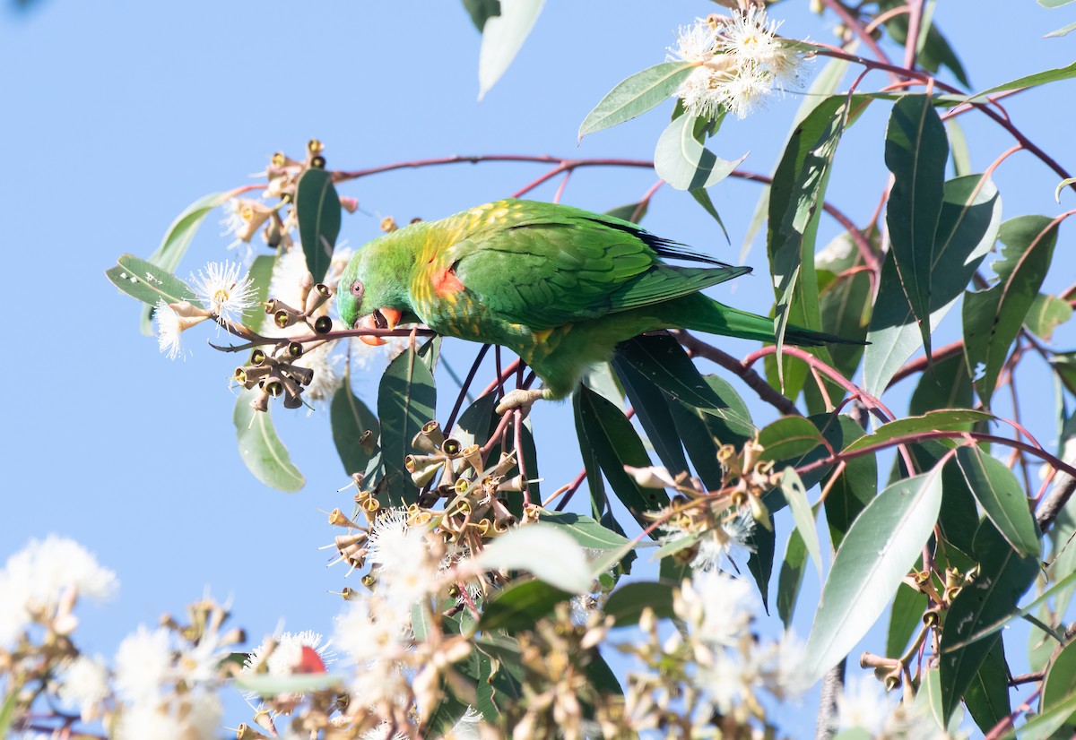 Scaly-breasted Lorikeet - ML608504442