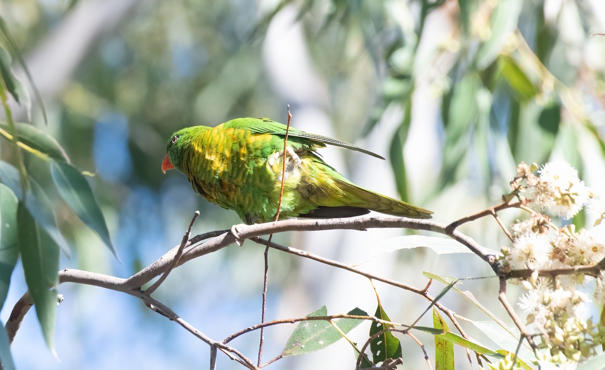 Scaly-breasted Lorikeet - Gordon Arthur