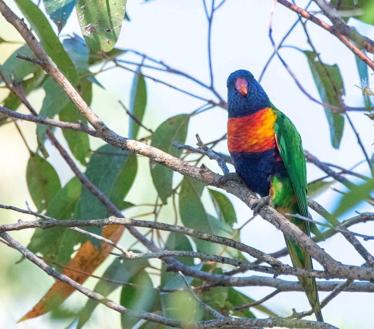 Rainbow Lorikeet - ML608504456