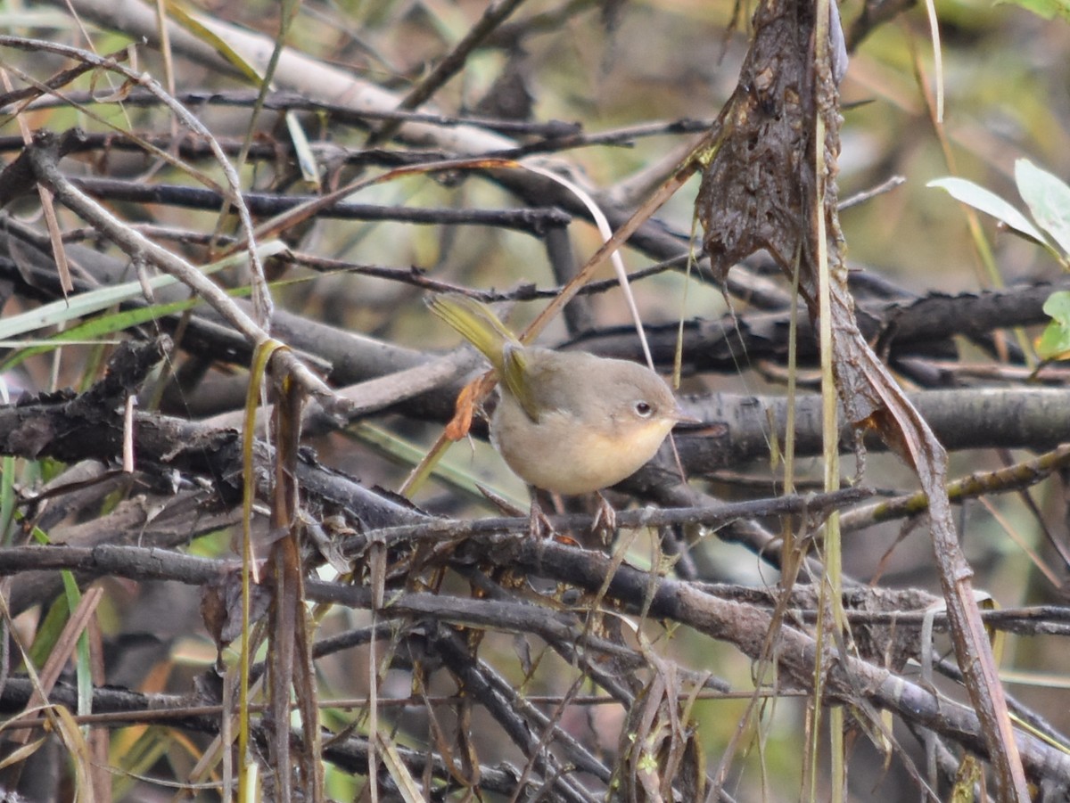 Common Yellowthroat - Debbie Maas