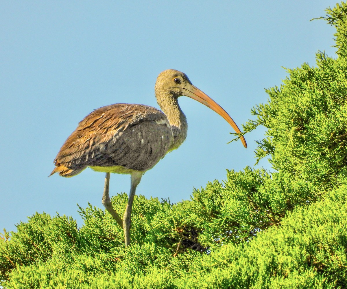 White Ibis - Vicki Chatel  (*v*)