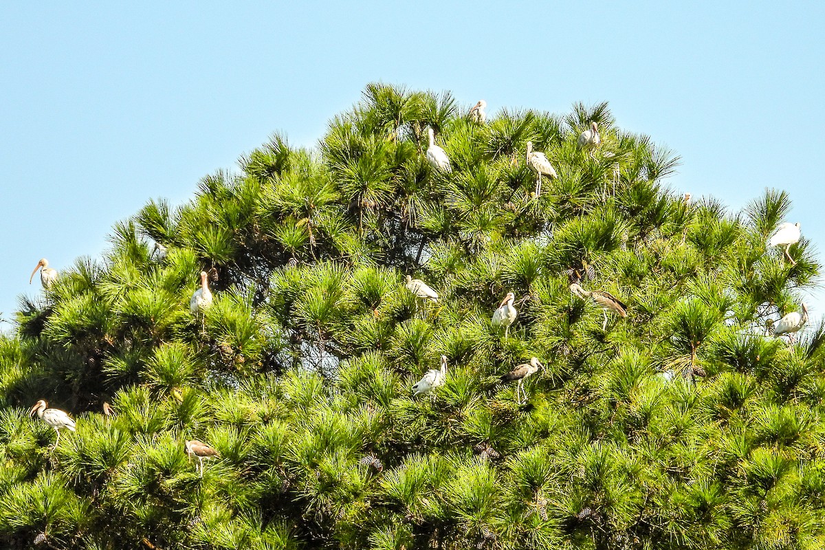 White Ibis - Vicki Chatel  (*v*)