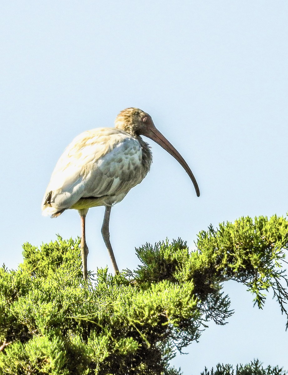 White Ibis - Vicki Chatel  (*v*)